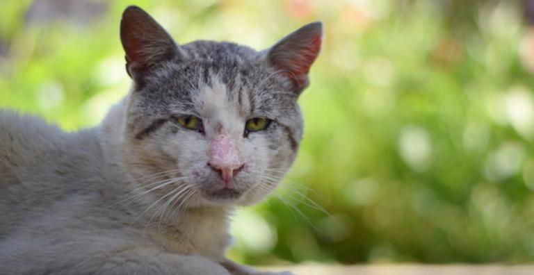 Como cuidar do seu pet idoso? Aprenda! - Getty Images