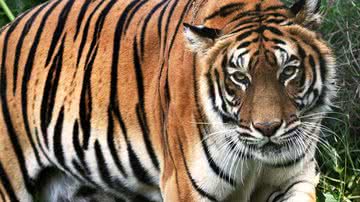 Um tigre-de-bengala - Wikimedia Commons