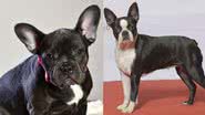 Raças Buldogue Francês e Boston Terrier - Pixabay/Wikimedia Commons