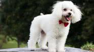 Poodle, uma das raças mais inteligentes do mundo - Pixabay