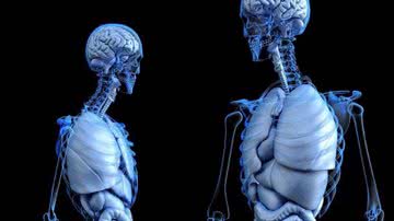 Imagem ilustrativa da anatomia humana - Pixabay