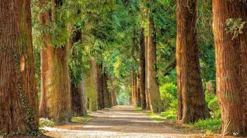 Imagem ilustrativa de árvores em uma floresta - Pixabay